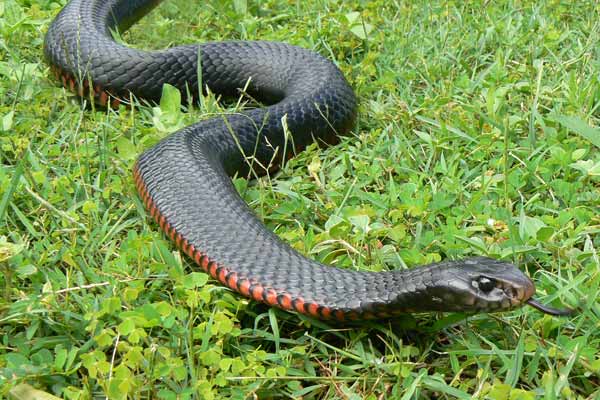 Red-bellied Black Snake Snake