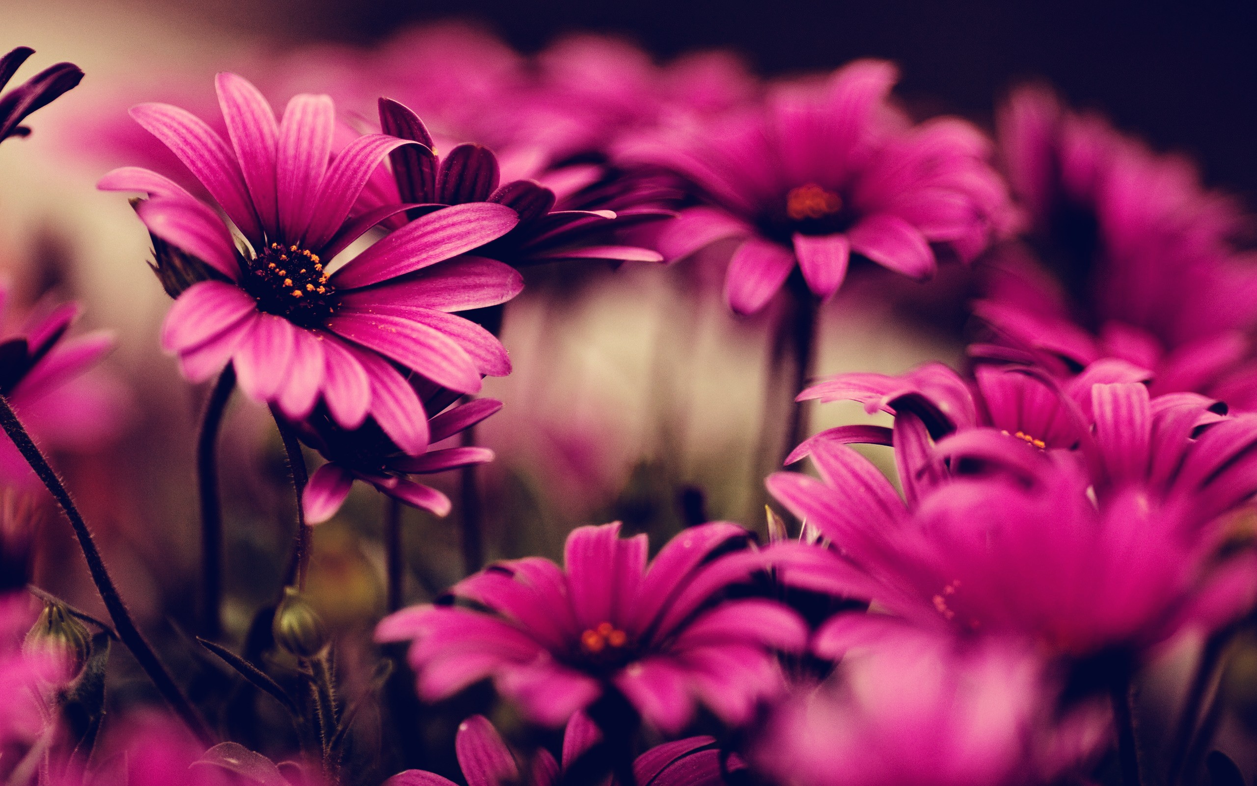 Tag: Pink Flowers Wallpapers, Backgrounds,Photos, Images And ...