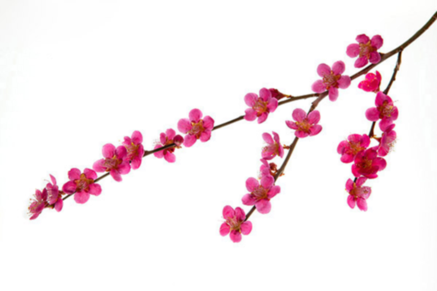 Pink Flower Photo - Flowers Desktop Wallpaper