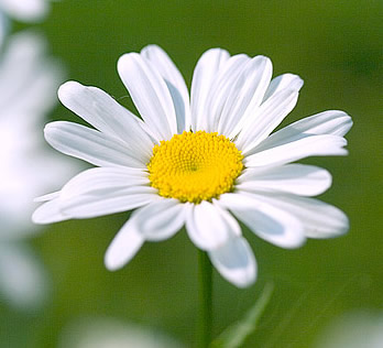 ph_jun_daisies1.jpg
