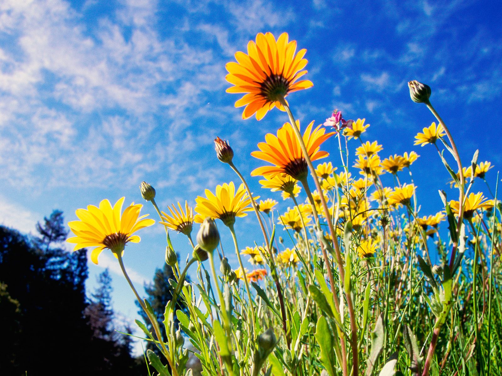 African Daisies #4206374, 1600x1200 | All For Desktop