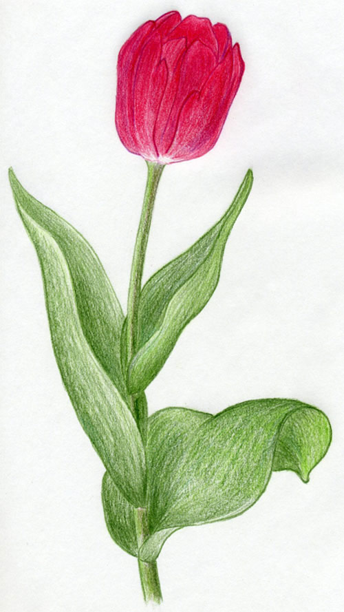Draw Tulip Flowers In Few Easy Steps