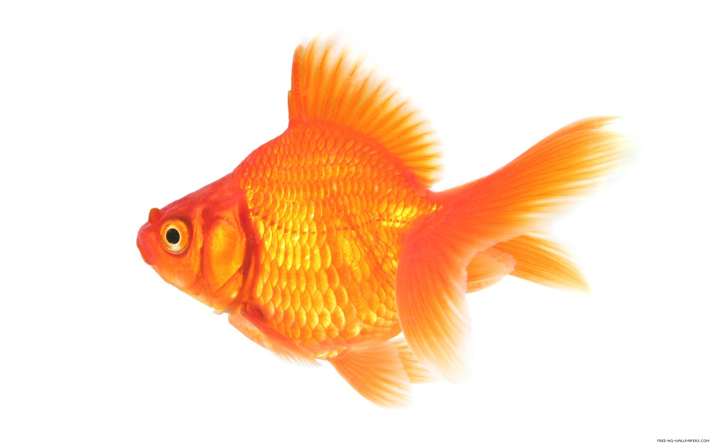 Random Rankings: Top 11 Things that are Orange - Seven Inches of ...