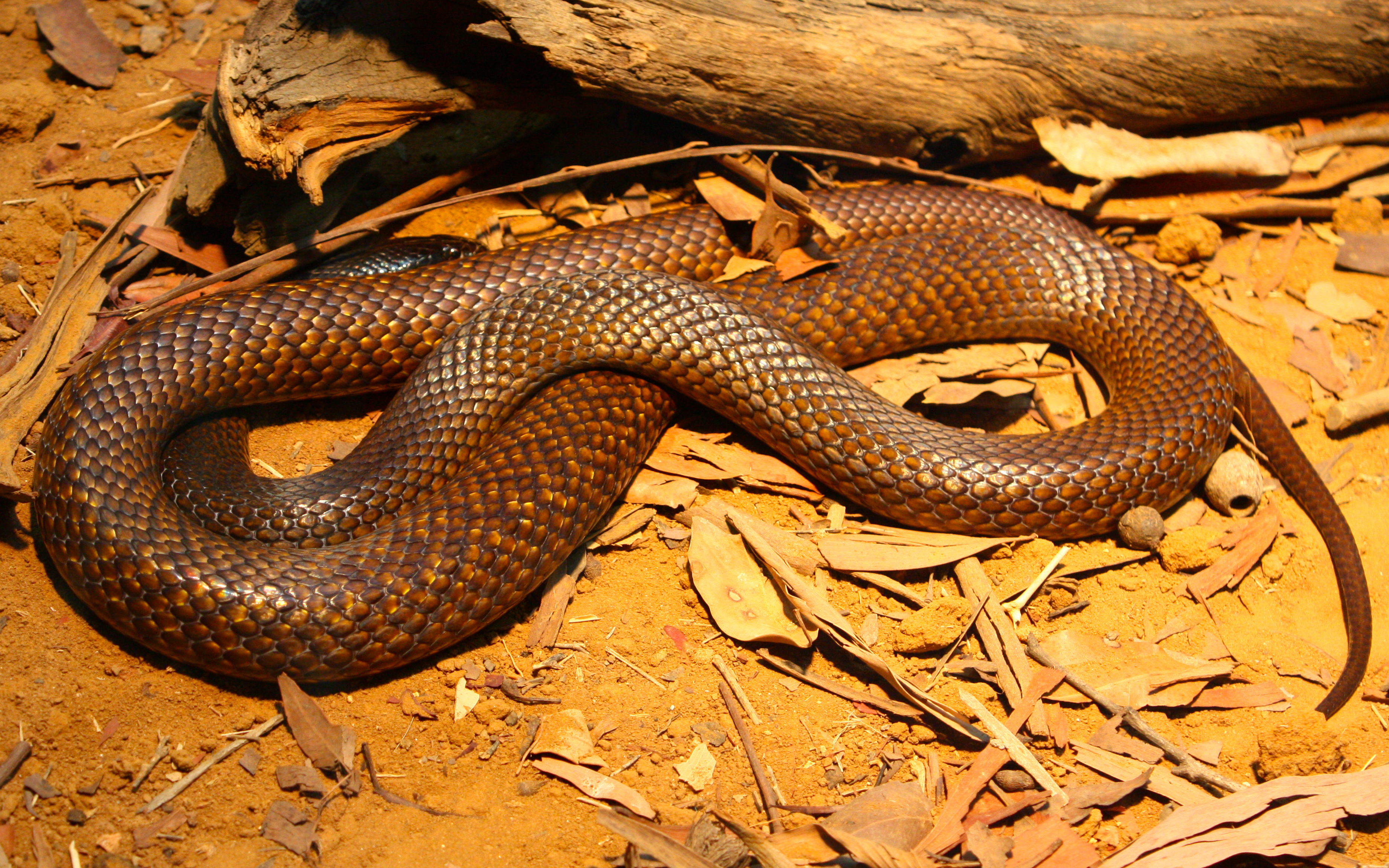 File:Western Brown snake.jpg - Wikimedia Commons