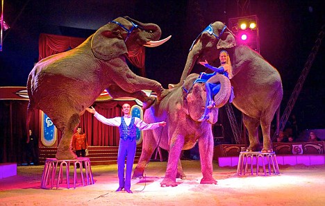 Animal welfare charity slams plans for elephant circus act | Daily ...