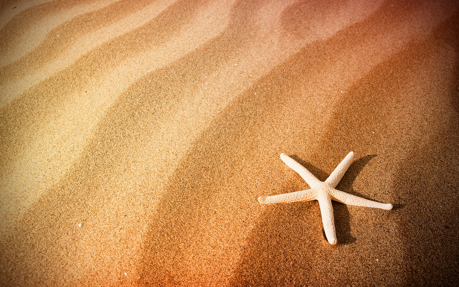 Beach sand starfish #7022161