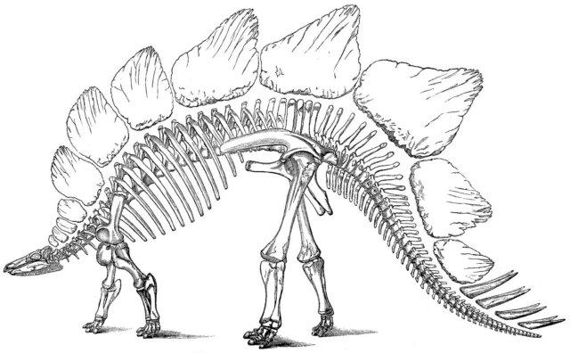 dinosaur-skeleton-stegosaurus.jpg