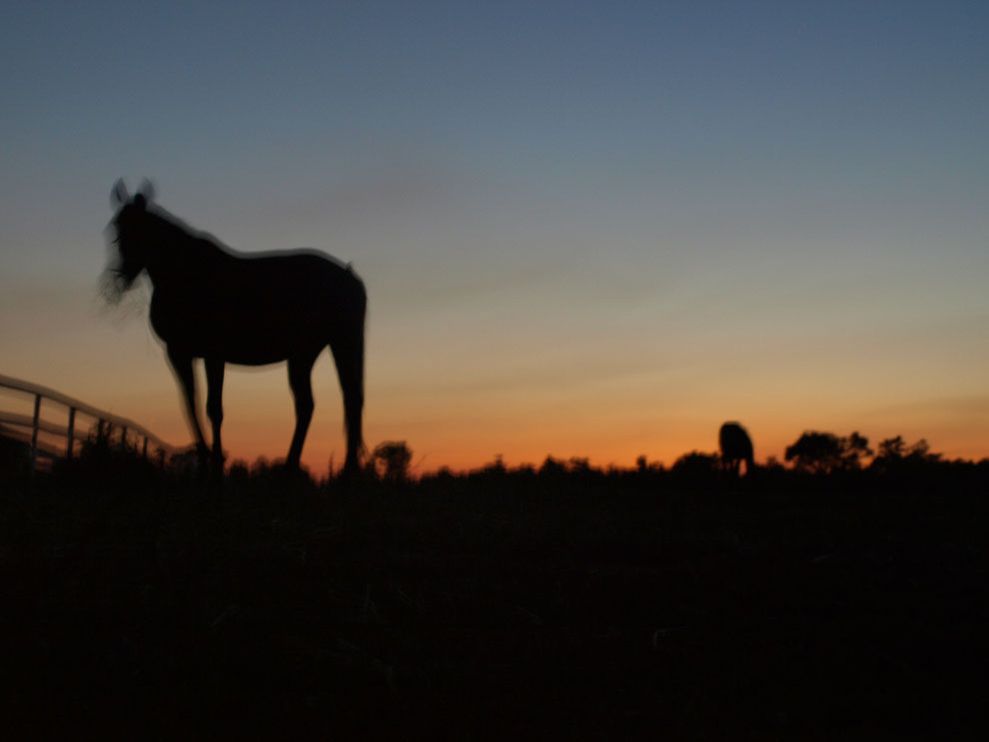 horse-farm-sunset_8523_990x742.jpg