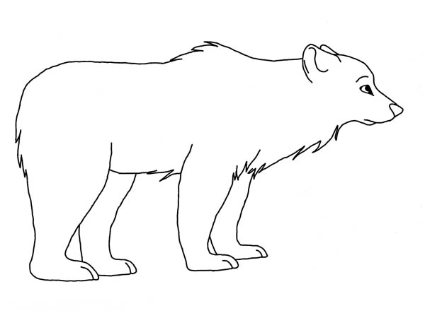 Polar Bear Drawing Coloring Page | Kids Play Color