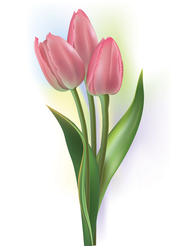 Tulip Pictures - Cliparts.co