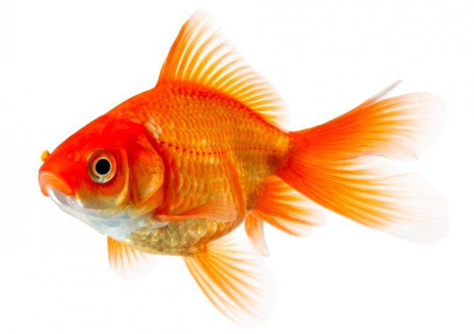 GoldFish | Gold Fish information|Goldfish Behavior|Types of ...