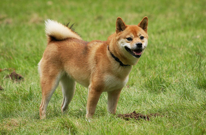 The Earliest Dogs: Photos : Discovery News