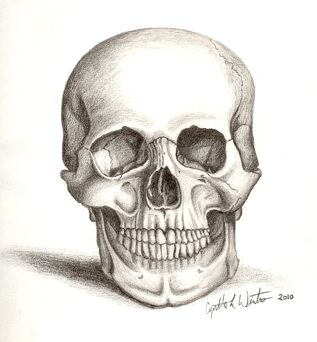 Skull Art by cynart123 on DeviantArt