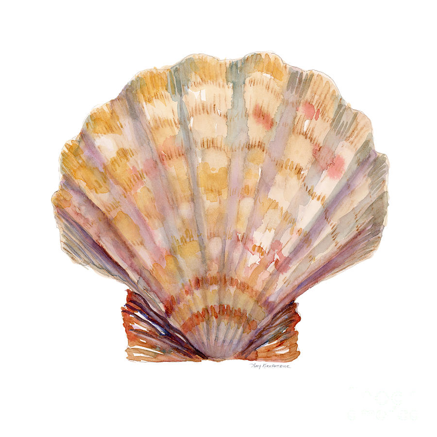 Lion's Paw Shell by Amy Kirkpatrick