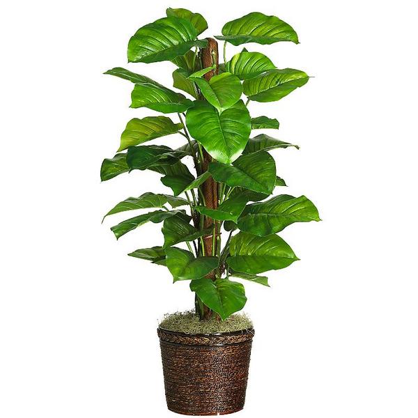Plants - Rugzoom