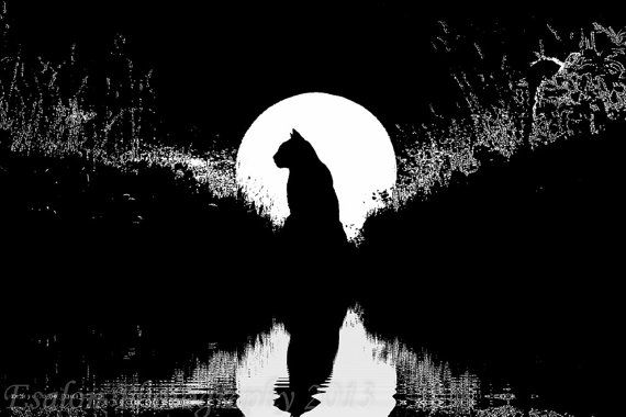 5-cat-silhouette.jpg