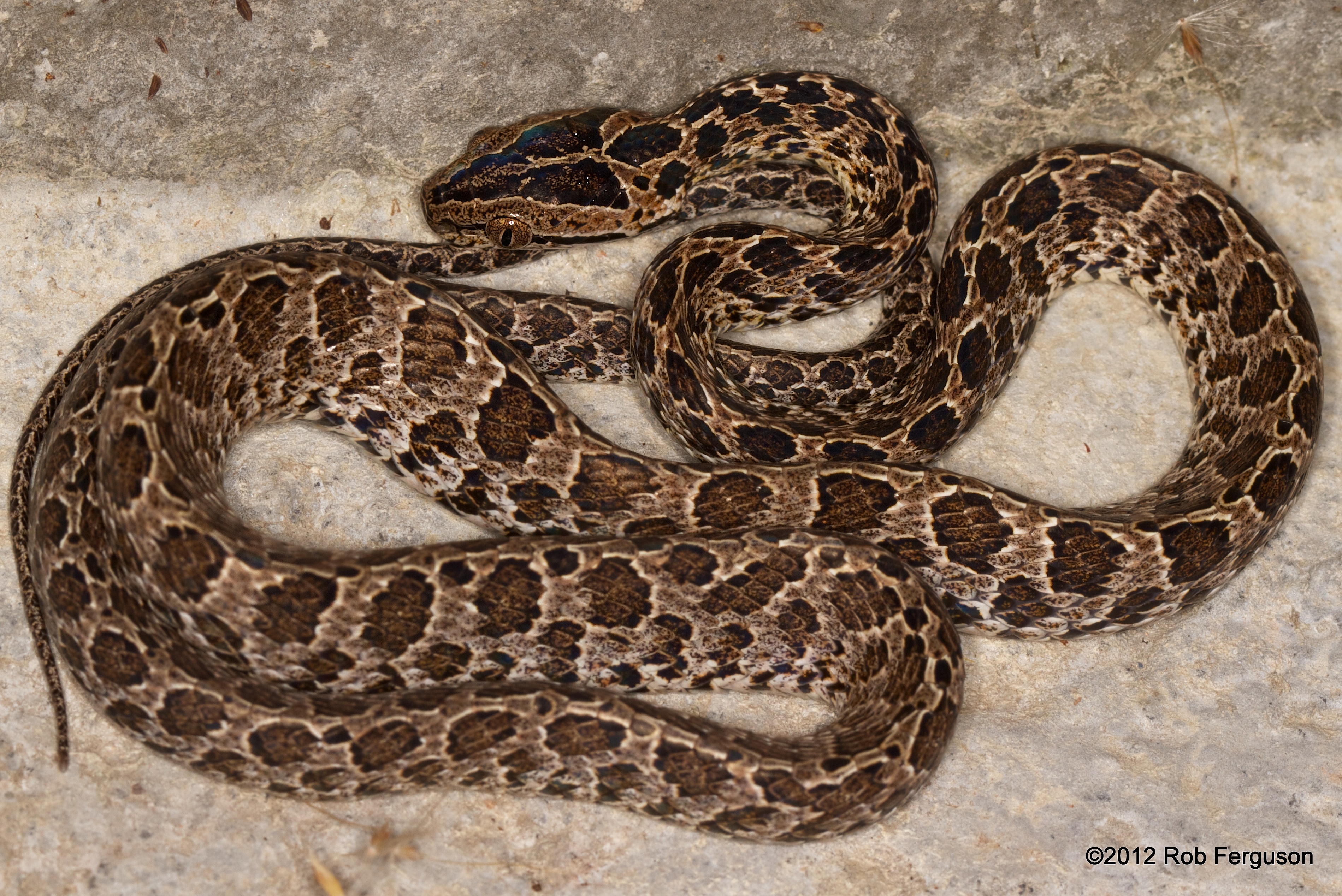 Identifying Snakes | Reptiles and Amphibians of Bangkok