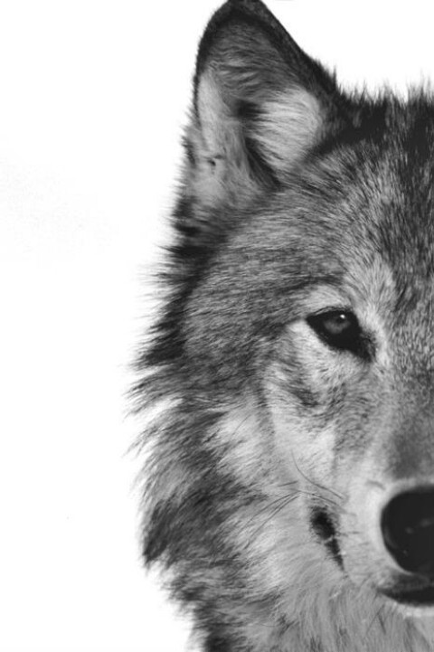 Half wolf head | Art - Charcoal & Graphite | Pinterest