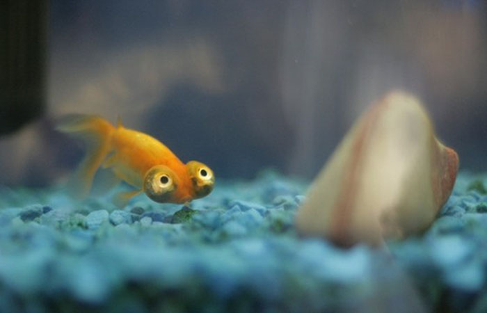 Funniest Fish In the World : Funny, Strange