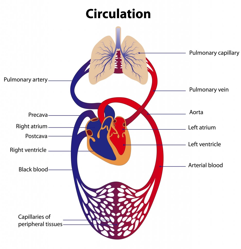 Blendspace | Circulatory System