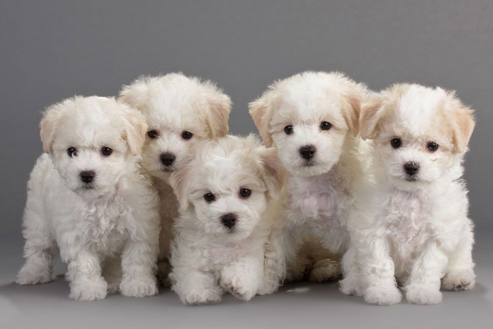 Rent-A-Puppy