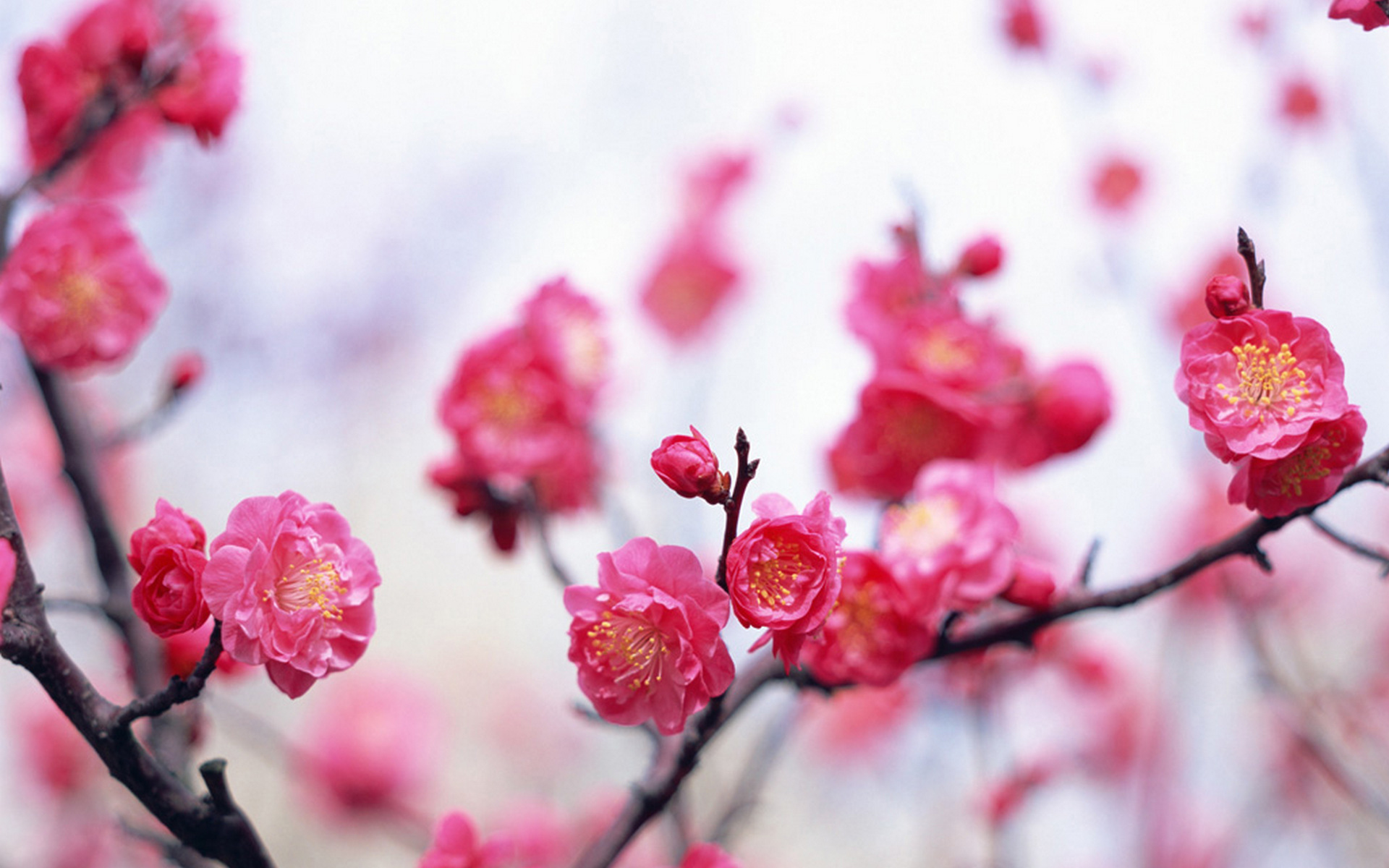 Pink Flower Photos Wallpaper, Size: 1920x1200 #16114 | AmazingPict.com