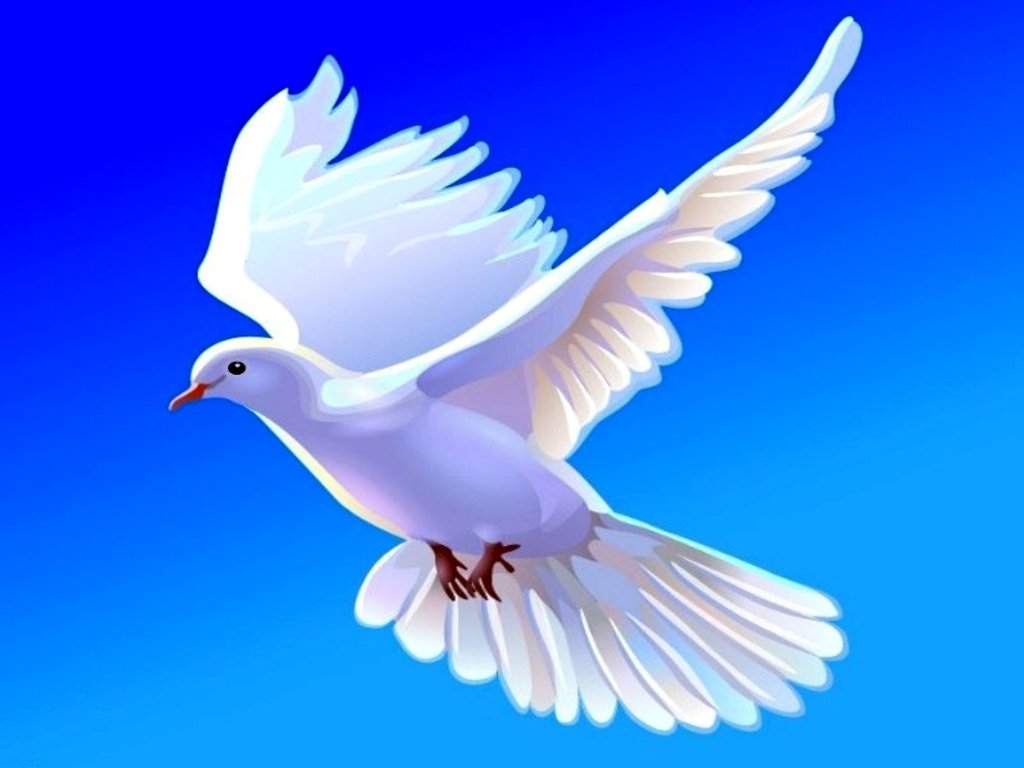 Doves - Doves Wallpaper (38537875) - Fanpop