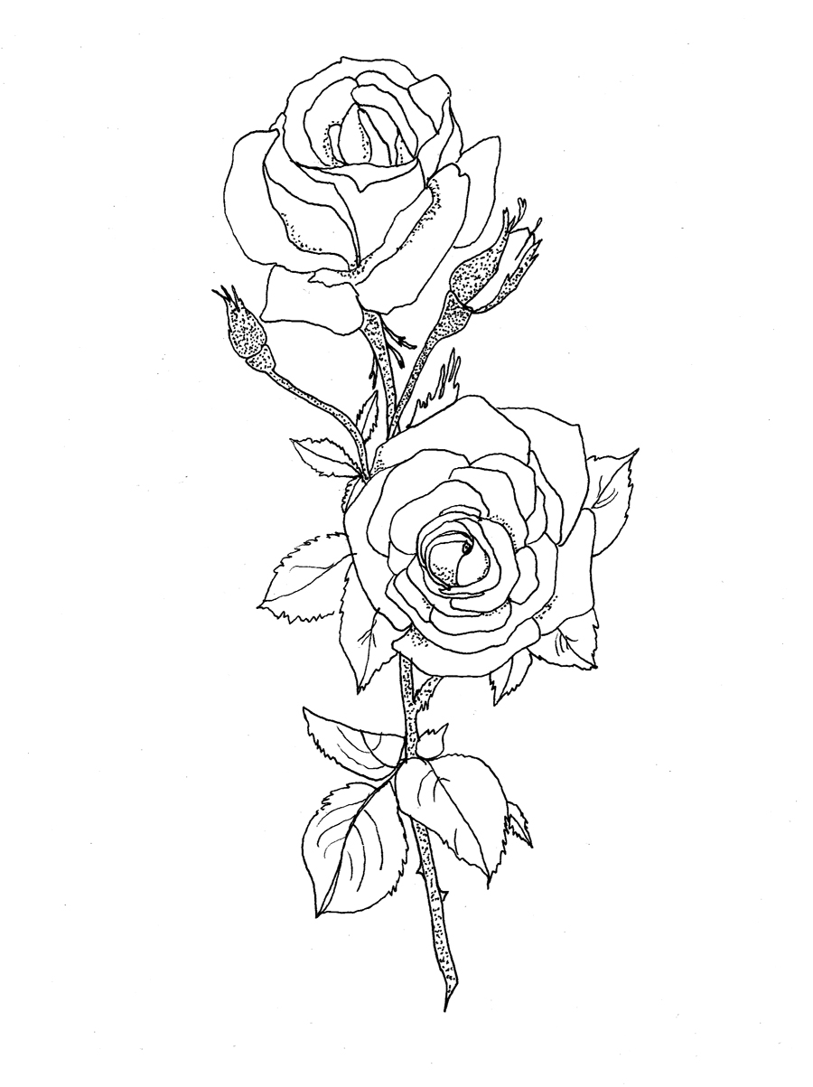 jackie bos ~ blog: Rose Drawing & a New Setup