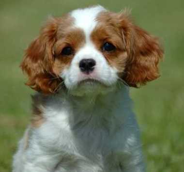 Dogs Names