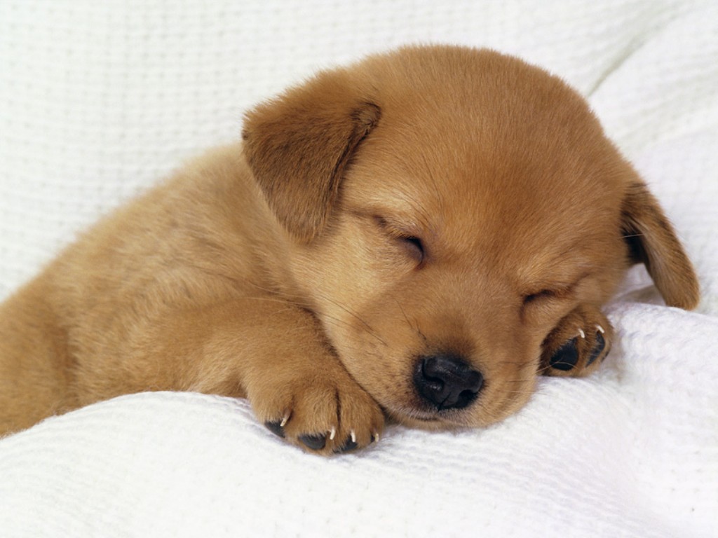 Our Pets Need Vitamin D, Too!