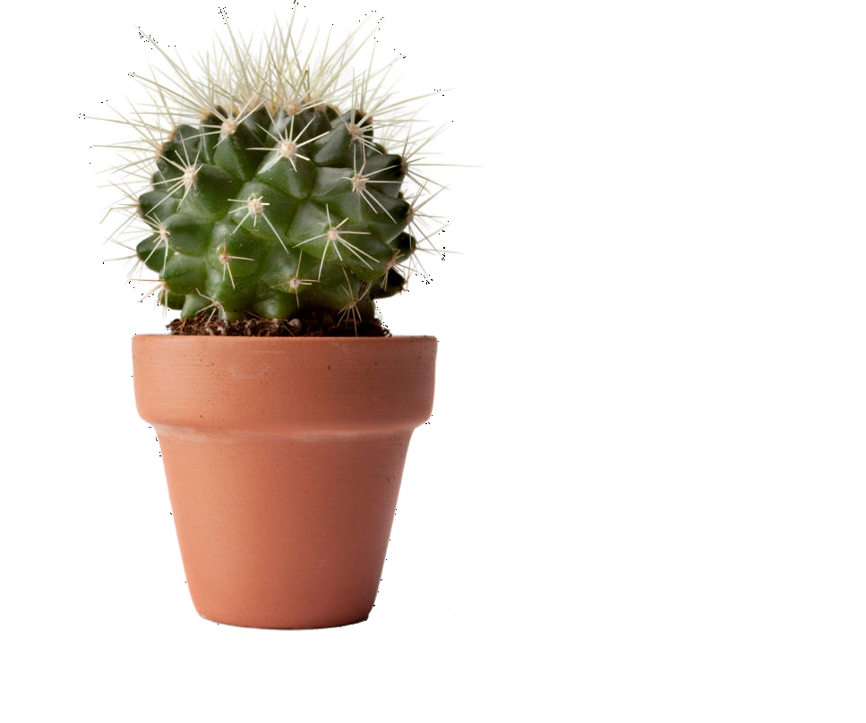 Know How - Waarom heeft een cactus stekels?
