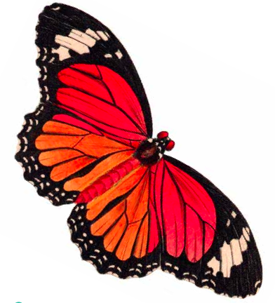 Free Clipart Butterfly - ClipArt Best