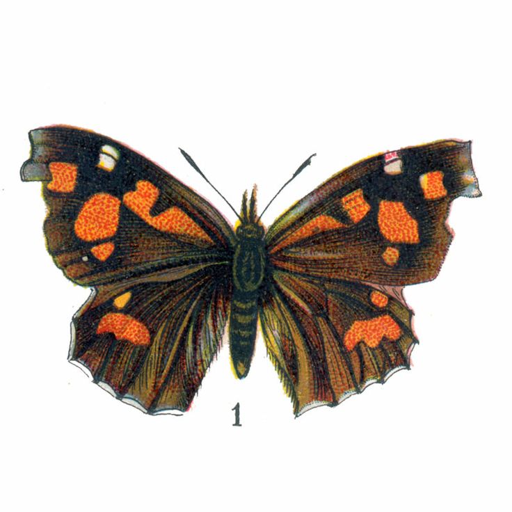 Free Vintage Clip Art - Orange Butterflies for Halloween
