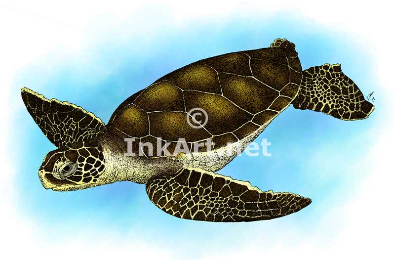Hawksbill Sea Turtle (Eretmochelys imbricata) Line Art and Full ...