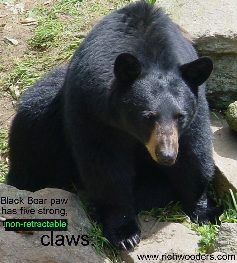 Black Bear non-retractable claws.