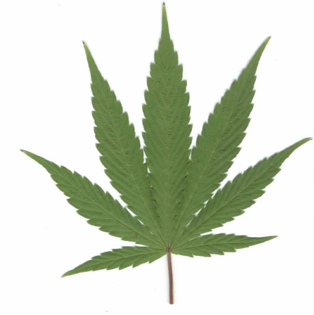 marijuana leaf pics and other marijuana pictures