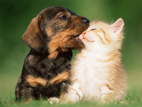 How to help your puppy make friends - today > pets - TODAY.com