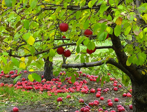How to Plant an Apple Tree - Bob Vila