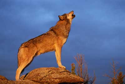 Why Wolves Howl - HowStuffWorks