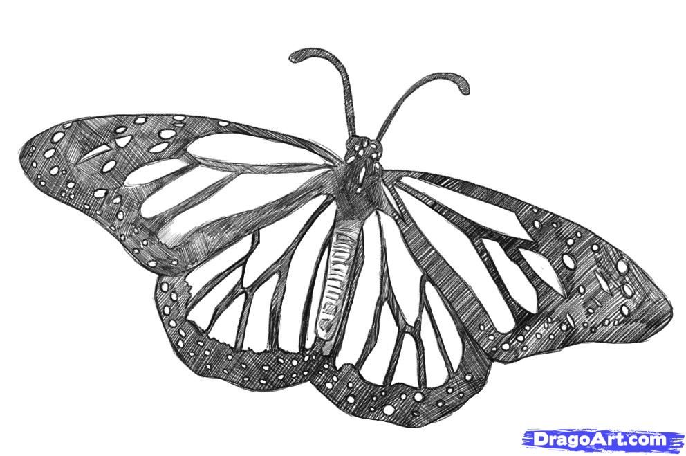 Butterfly Drawing - Cliparts.co