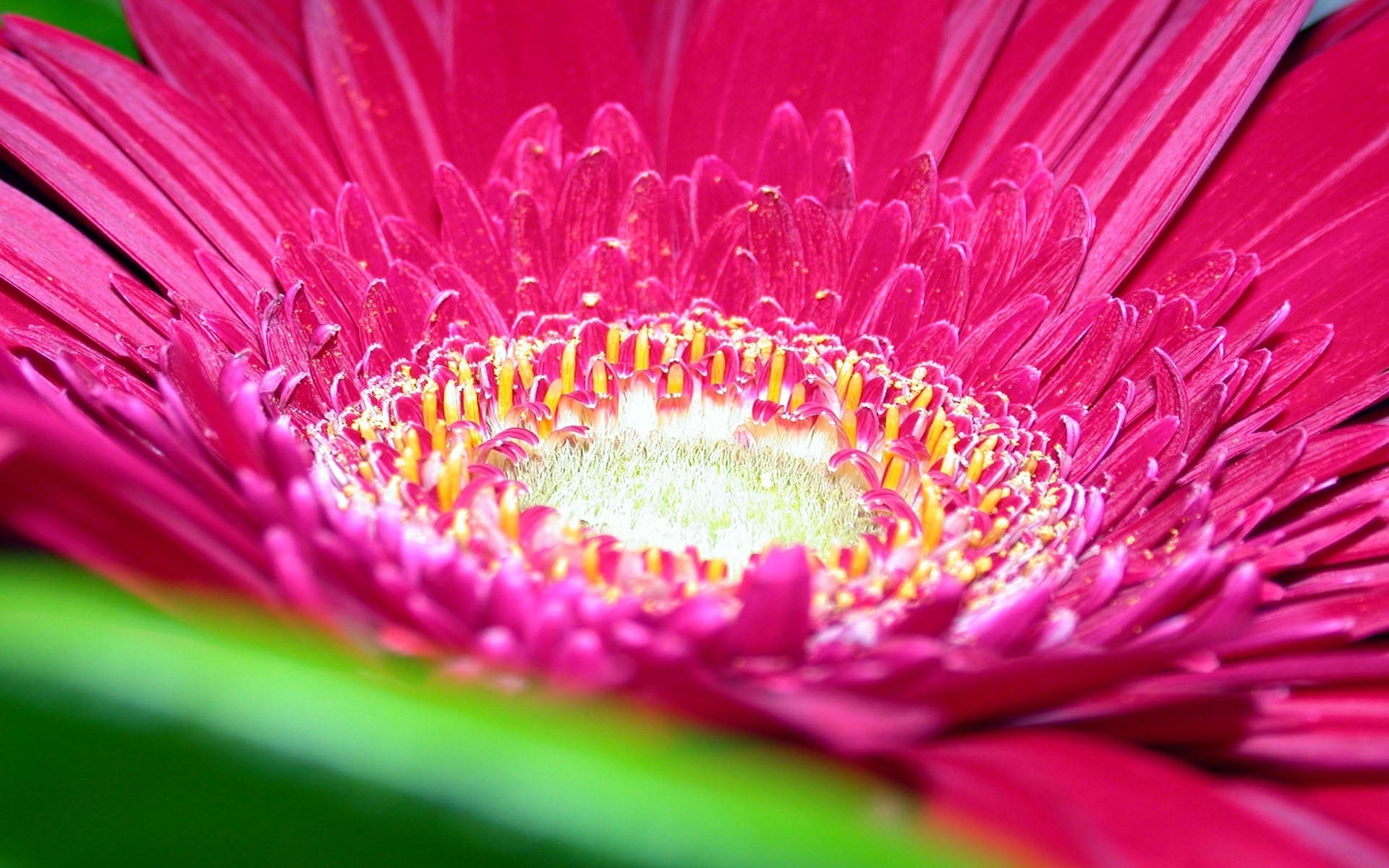 Beautiful Pink Flower 7121 #7032283