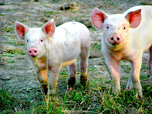 Miniature Teacup Pigs are a Cruel Scam | Inhabitat - Sustainable ...