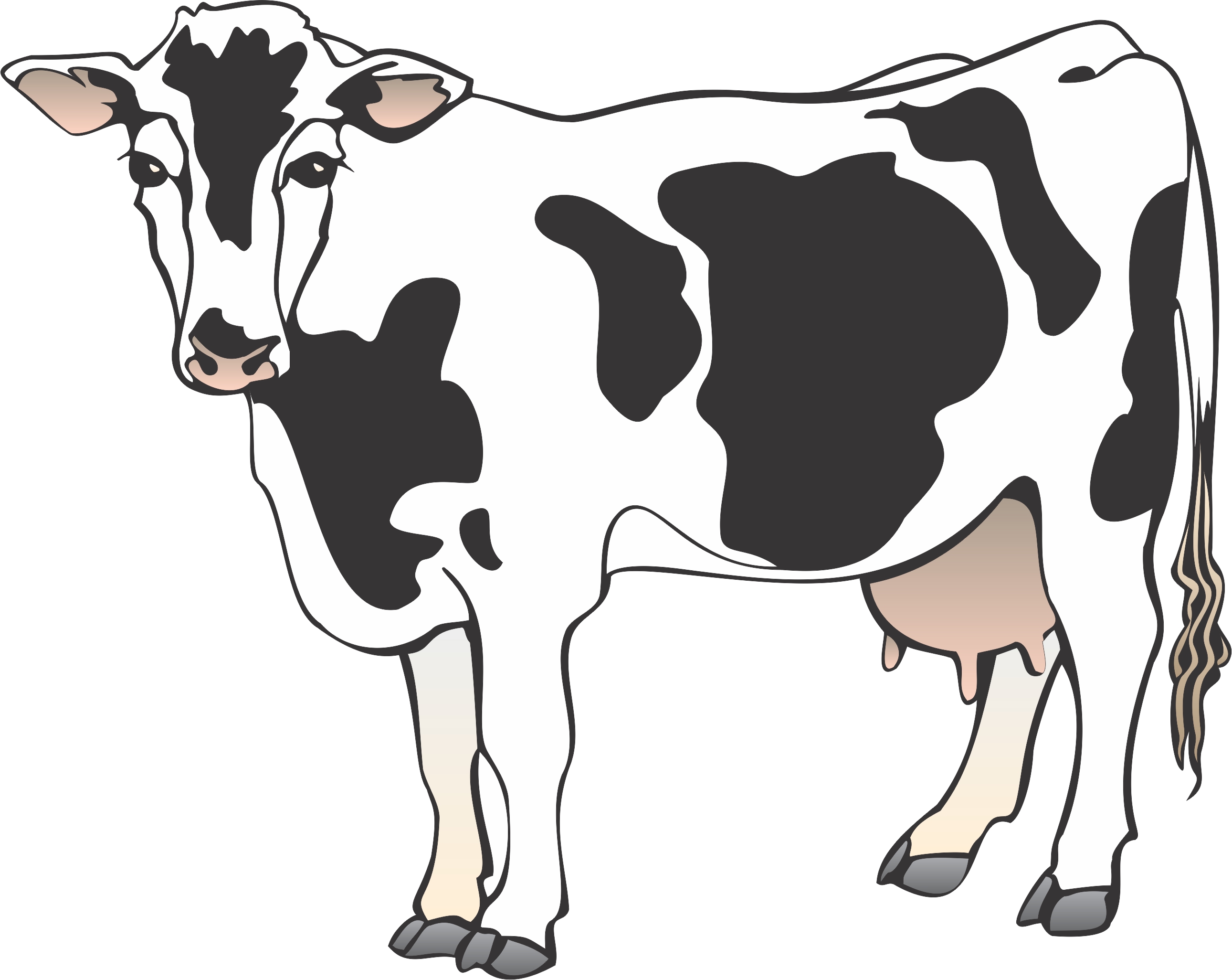 Beef Cow Face Clipart