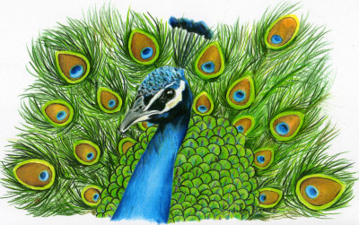 Peacock Drawing | DrawingSomeone.com