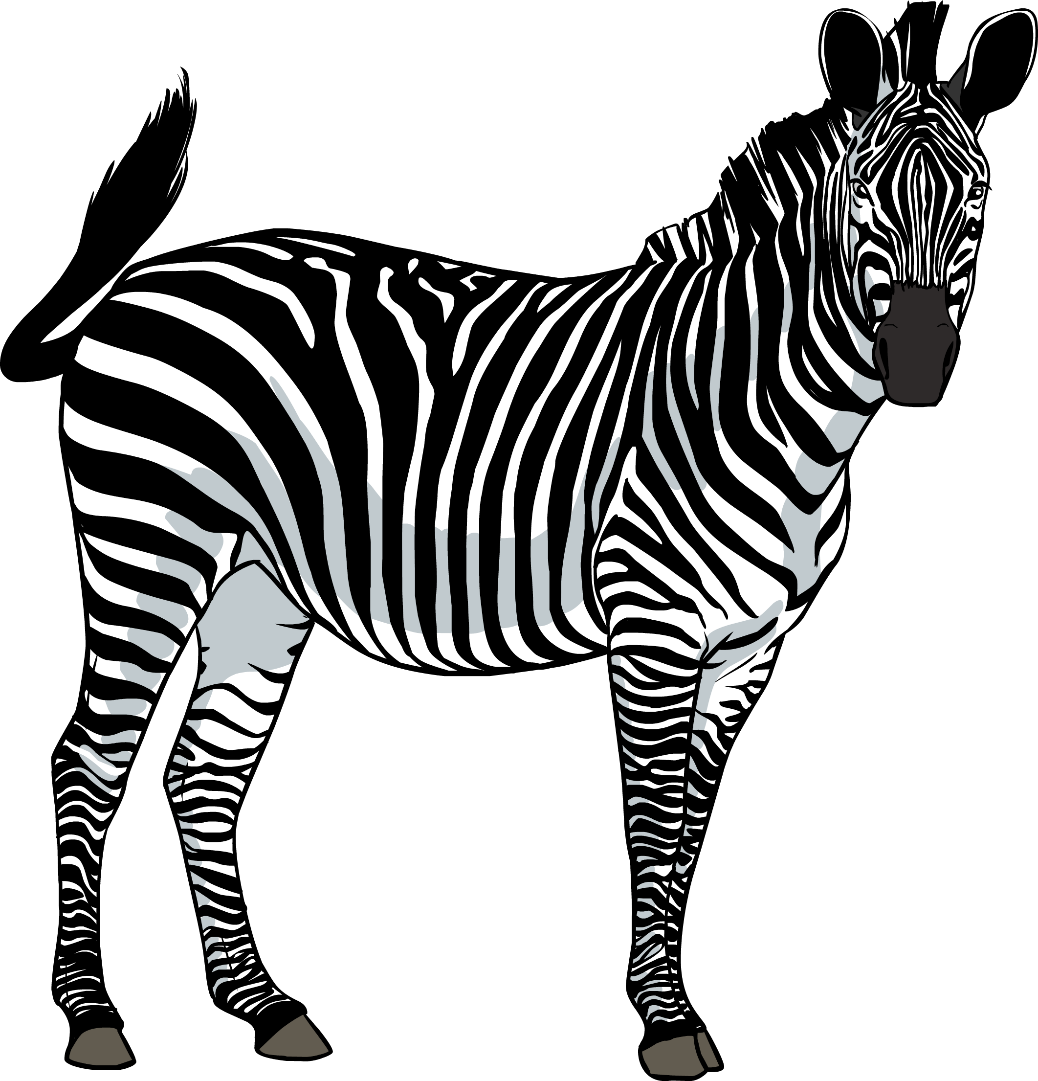 zebra_PNG8960.png