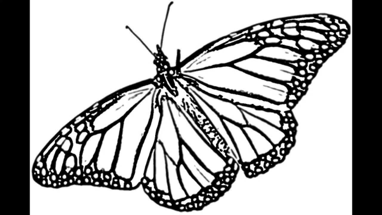 Butterfly Monarch 2D How to sketch or Draw a Monarch Butterfly in ...