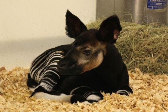 Watch These Adorable Videos Of Baby Animals At Dallas And Fort ...