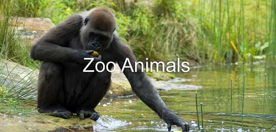 Animals at the Zoo Lesson, Page 1