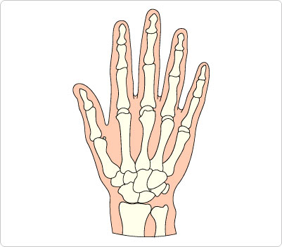 Bones Hand Clip Art