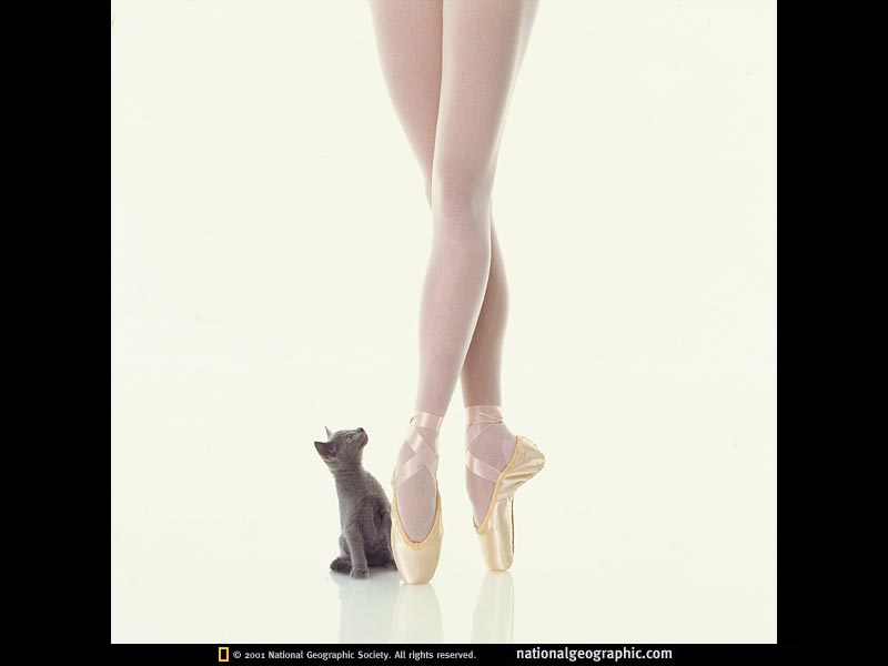 Ballerina and Kitten, 1997, Photo of the Day, Picture, Photography ...